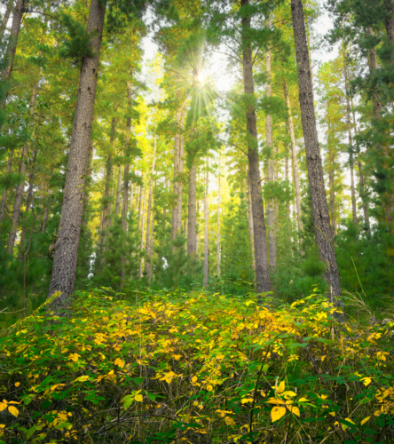 Adelaide Hills forest Landscape - Australian Stock Image