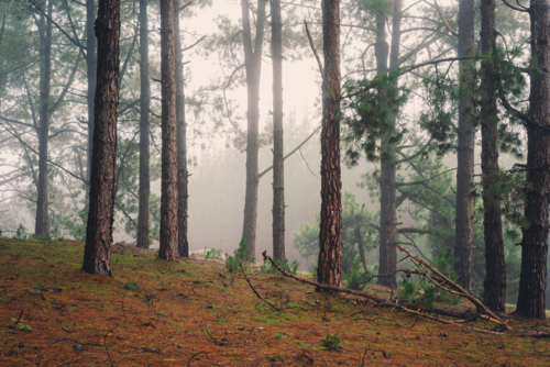 Adelaide Hills Landscape mist through tree trunks in forest. - Australian Stock Image