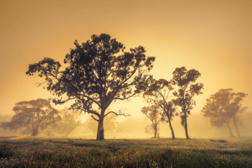 Adelaide Hills Landscape of trees in golden fog - Australian Stock Image