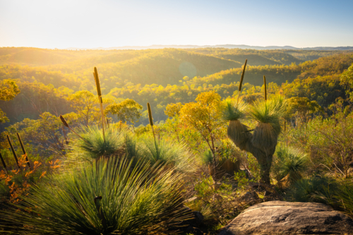 Adelaide Hills Landscape with xanthorrhoea tree - Australian Stock Image