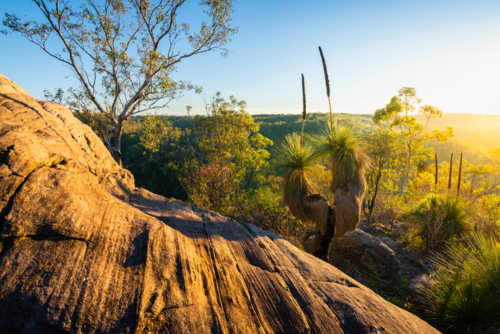 Adelaide Hills Landscape with xanthorrhoea tree - Australian Stock Image