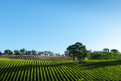 Adelaide Hills Vineyard - Australian Stock Image