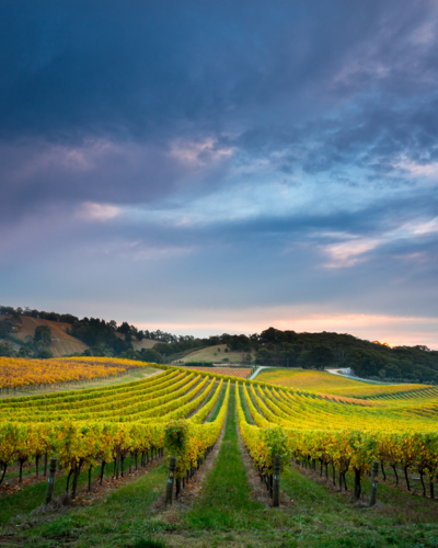 Adelaide Hills Vineyard - Australian Stock Image
