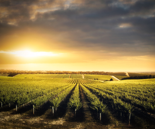 Adelaide Hills Vineyard - Australian Stock Image