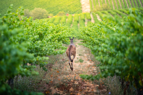 Adelaide Hills Vineyard with kangaroo - Australian Stock Image