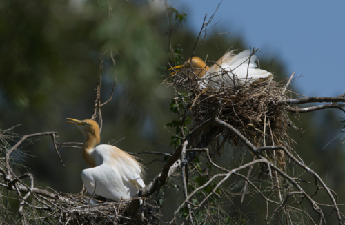 Adult and juvenile cattle egrets, nesting - Australian Stock Image