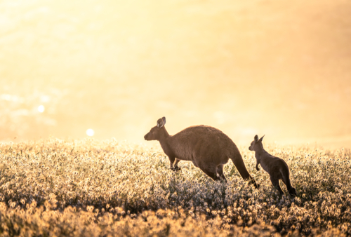 Adult and juvenile kangaroos in golden field at sunset - Australian Stock Image