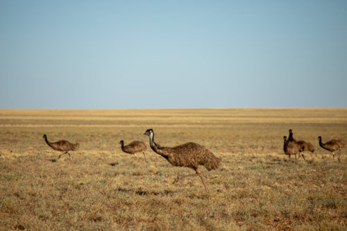Adult emu and half grown chicks running - Australian Stock Image