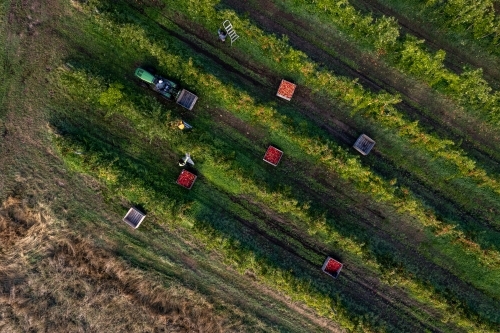 Aerial drone photo of an apple orchard heavy in fruit with workers picking the apples - Australian Stock Image