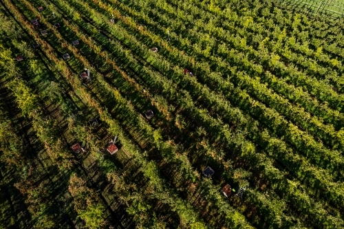 Aerial drone photo of an apple orchard heavy in fruit with workers picking the apples - Australian Stock Image