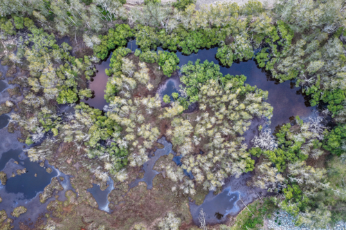 Aerial drone view looking straight down over wetland vegetation and tree canopy at Wallis lake - Australian Stock Image
