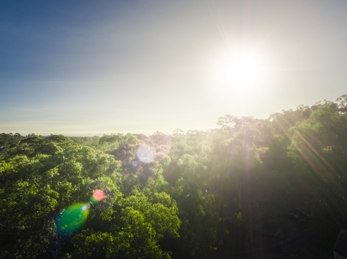 Aerial image above trees, flying into the sun with lens flare - Australian Stock Image