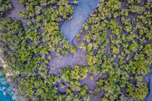 Aerial image capturing Tern Island in Tuncurry covered in dense green trees - Australian Stock Image