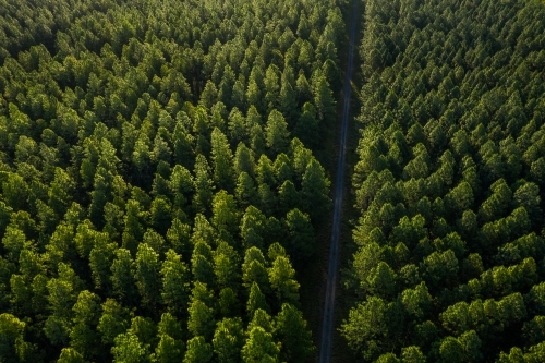 Aerial image of a pine tree plantation forest - Australian Stock Image