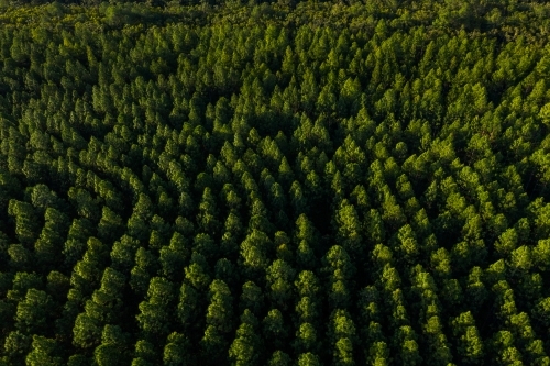 Aerial image of a pine tree plantation forest - Australian Stock Image