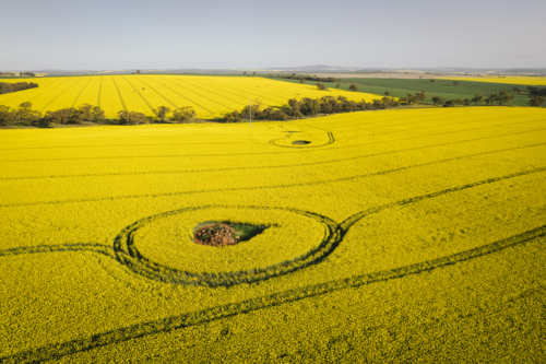 Aerial of canola in full flower in the Avon Valley of Western Australia - Australian Stock Image