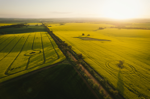 Aerial of canola in full flower in the Avon Valley of Western Australia - Australian Stock Image