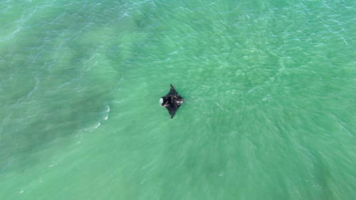 Aerial of Manta Ray swimming at the oceans surface - Australian Stock Image