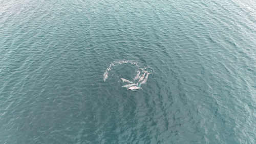 Aerial of pod of dolphins circling at the waters surface - Australian Stock Image