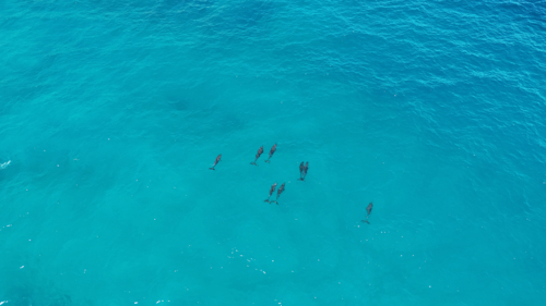 Aerial of pod of dolphins swimming in blue ocean - Australian Stock Image