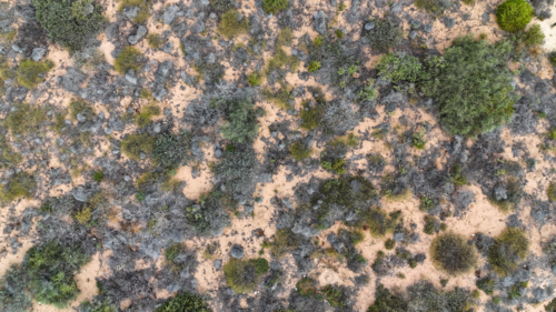 Aerial of scrub and bushes on sand - Australian Stock Image