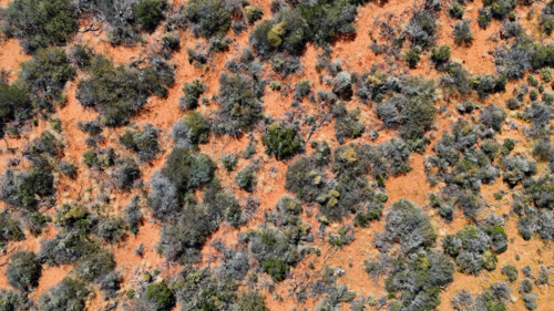 Aerial of scrub growing on red dirt - Australian Stock Image