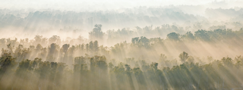 Aerial panorama of rays of dawn sunshine cutting through fog over a forest of gum trees at Moama - Australian Stock Image