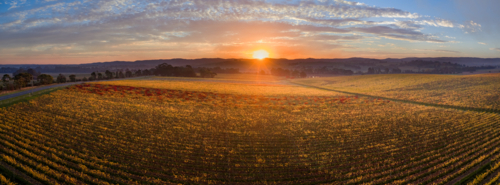 Aerial panorama view of a golden sunset over colourful grapevines in a vineyard - Australian Stock Image