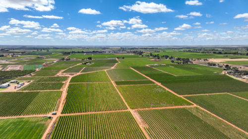Aerial photo of grapevines - Australian Stock Image