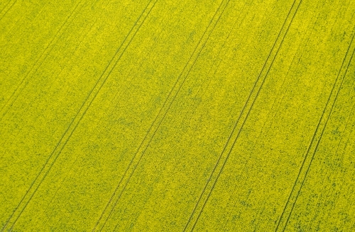aerial shot of a big yellow field - Australian Stock Image