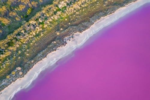 aerial shot of a pink lake and orange and yellow trees on the shoreline