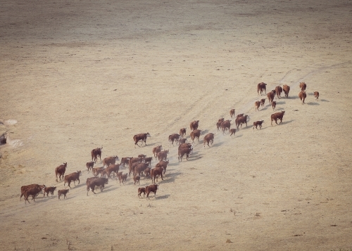 Aerial shot of cattle herd walking over dirt ground