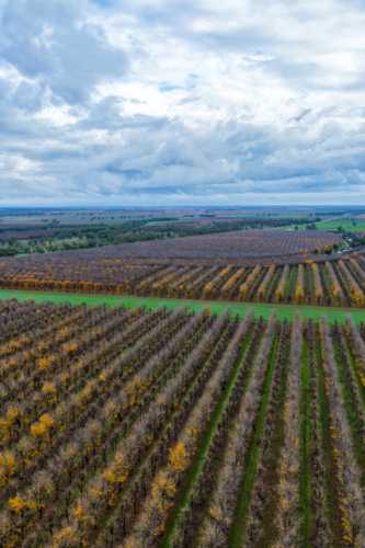Aerial vertical view of orderly rows of pecan trees in a productive orchard at Biniguy, NSW. - Australian Stock Image