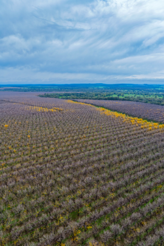 Aerial vertical view of orderly rows of pecan trees in a productive orchard at Biniguy, NSW. - Australian Stock Image