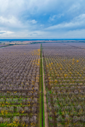 Aerial vertical view of orderly rows of pecan trees in a productive orchard at Biniguy, NSW. - Australian Stock Image