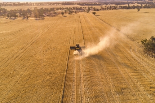 Aerial view following a header harvesting a crop of barley in the late afternoon sunlight. - Australian Stock Image