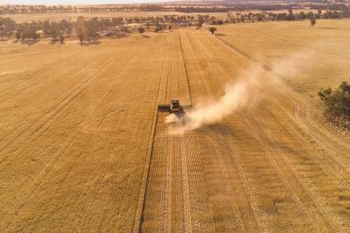 Aerial view following a header harvesting a crop of barley in the late afternoon sunlight.