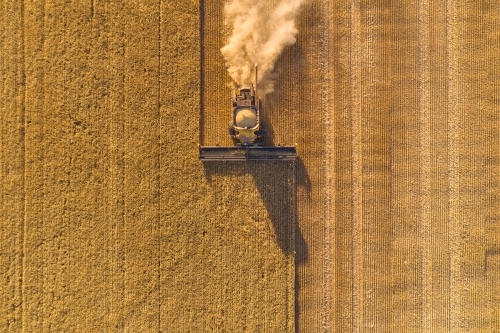 Aerial view looking down on a header harvesting a barley crop in the late afternoon