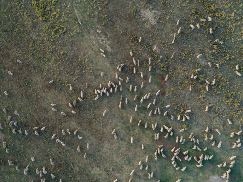 Aerial view looking down on sheep mob in dry paddock in Australia - Australian Stock Image