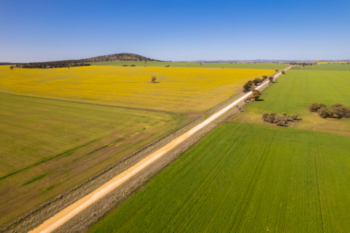 Aerial view of a canola field with yellow flowers in bloom - Australian Stock Image