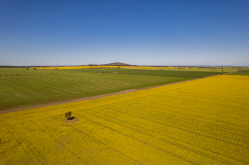 Aerial view of a canola field with yellow flowers in bloom - Australian Stock Image