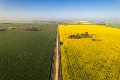 Aerial view of a canola field with yellow flowers in bloom - Australian Stock Image