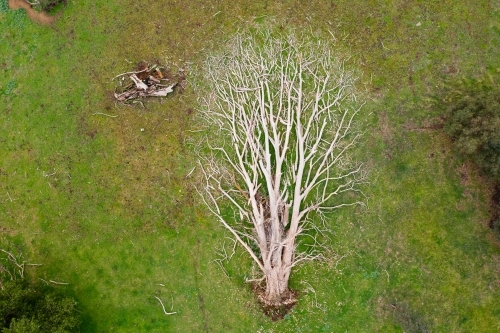 Aerial view of a dead tree lying in a green grassy paddock - Australian Stock Image