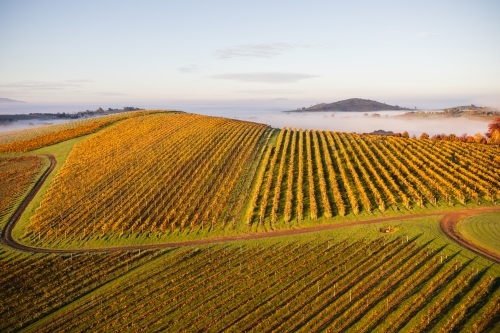 Aerial view of a farmland with multiple fields in shades of green and yellow suggesting autumn - Australian Stock Image