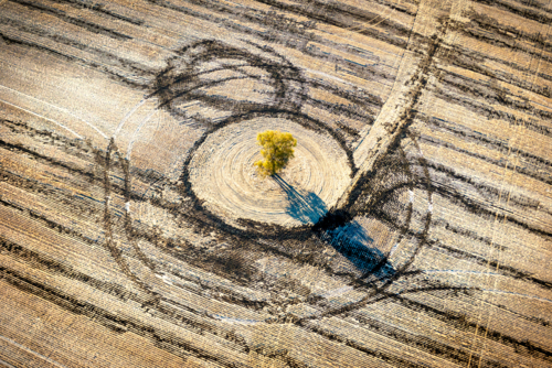 Aerial view of a lone tree surrounded by circular tractor patterns in a dry harvested paddock. - Australian Stock Image