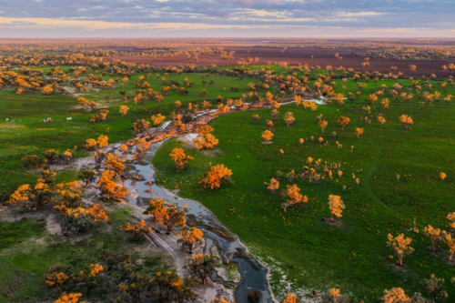 Aerial view of a lush green landscape with scattered trees glowing in the warm sunrise light. - Australian Stock Image