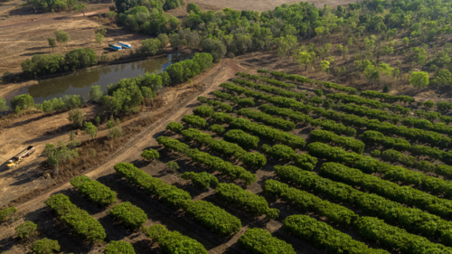 aerial view of a Mango farm - Australian Stock Image