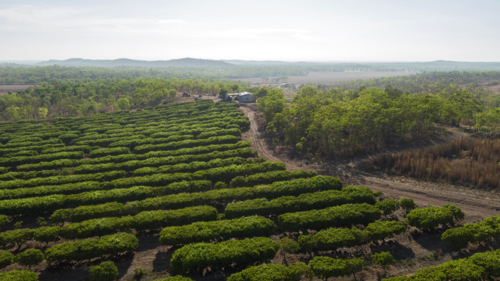 aerial view of a Mango farm orchard - Australian Stock Image