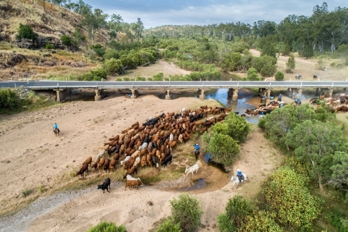Aerial view of a mob of cattle being mustered across the Burnett River, Queensland.