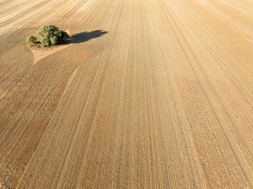 Aerial view of a ploughed paddock, with one tree casting a long shadow - Australian Stock Image